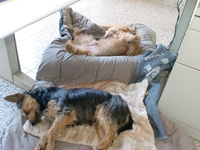 Fritzi4.jpg
