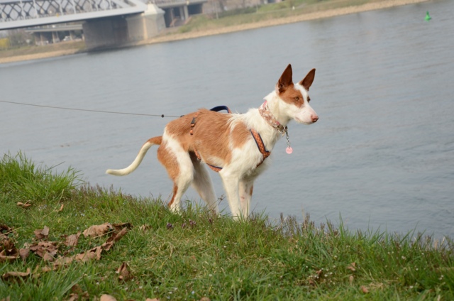 Bronte_20110327_076.jpg