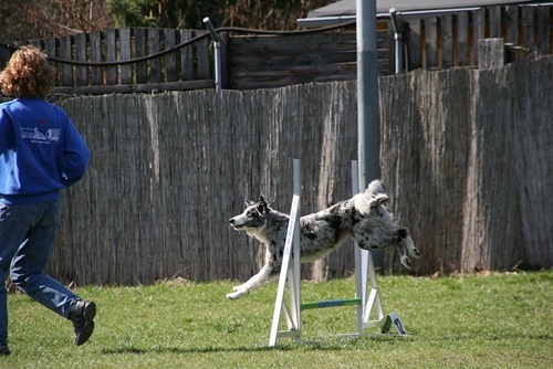 Agility 234 500.JPG