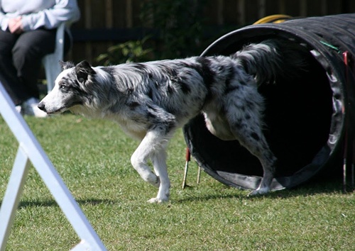 Agility 232 500.JPG