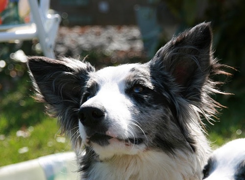 Agility 190 500.JPG