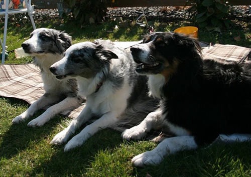Agility 187 500.JPG