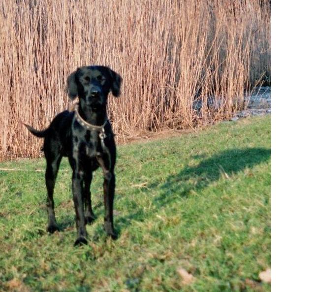 Jarvis, verkleinertes Foto.JPG