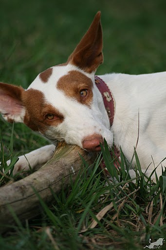 IMG_4988 Kopie.jpg