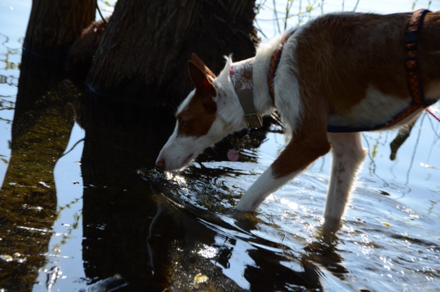 Bronte_Wasser.jpg