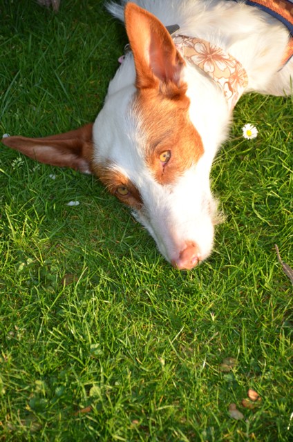 Bronte_Grillen2.jpg