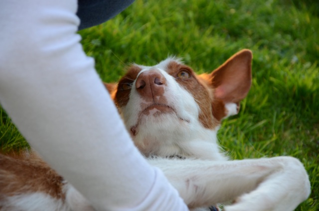 Bronte_Grillen3.jpg