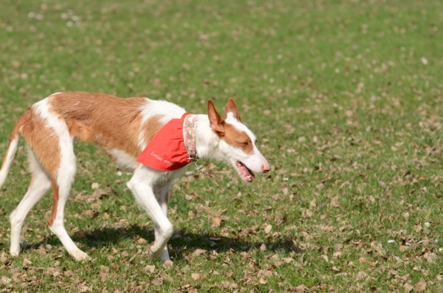 Bronte_Auslauf2.jpg