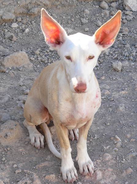 Bibi7-03.11.JPG