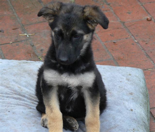 Chocolate (Small).JPG
