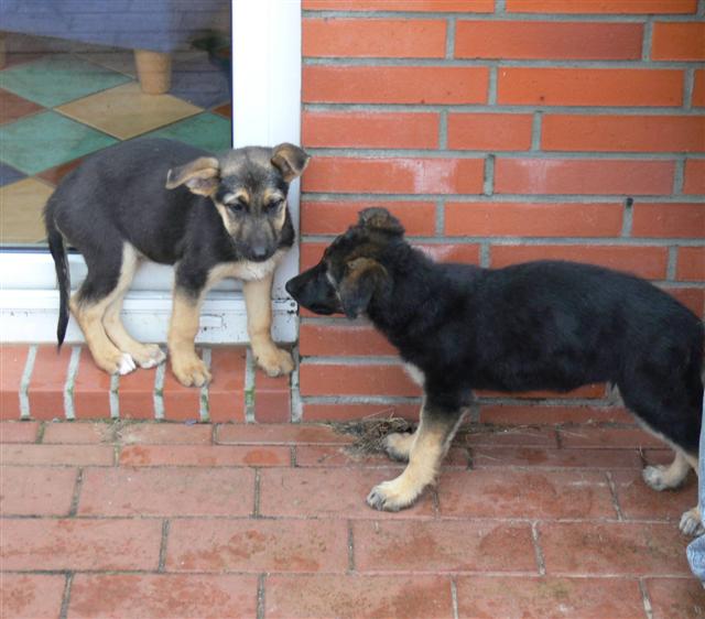 Schaeferhund (Small).JPG