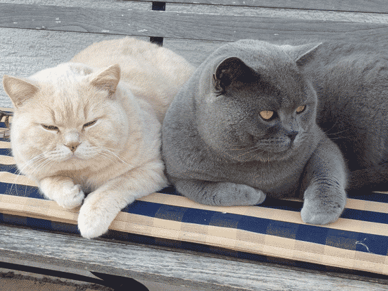hannes-u.-orlando.gif