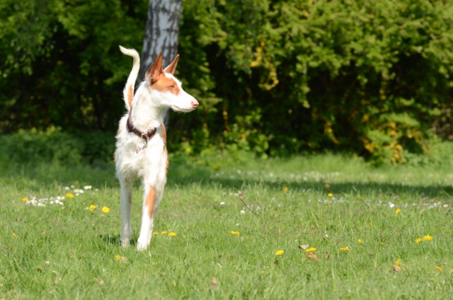 Bronte_Auslauf5.jpg