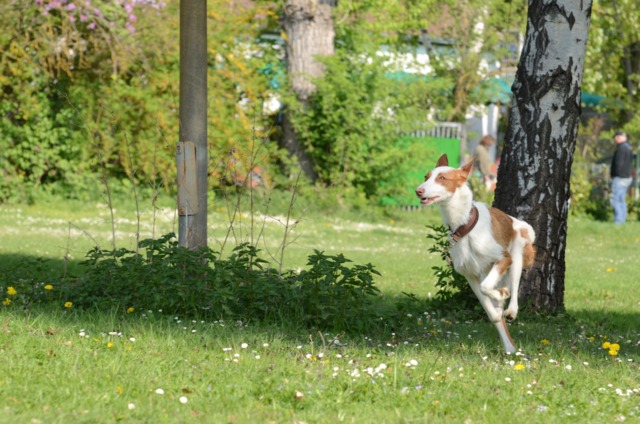 Bronte_Auslauf6.jpg
