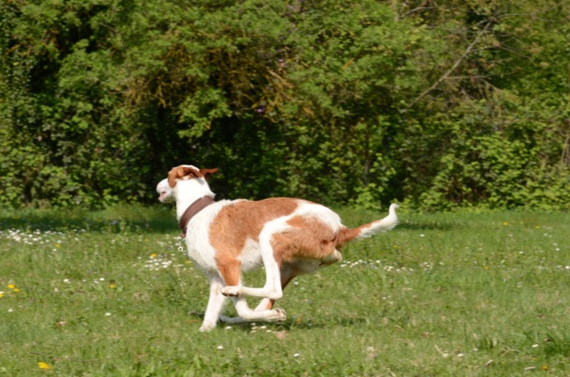 Bronte_Auslauf8.jpg