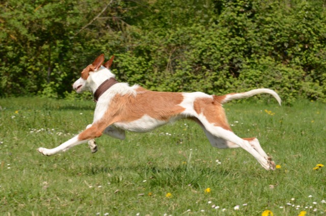 Bronte_Auslauf7.jpg