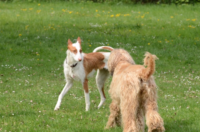 Bronte_Auslauf4.jpg