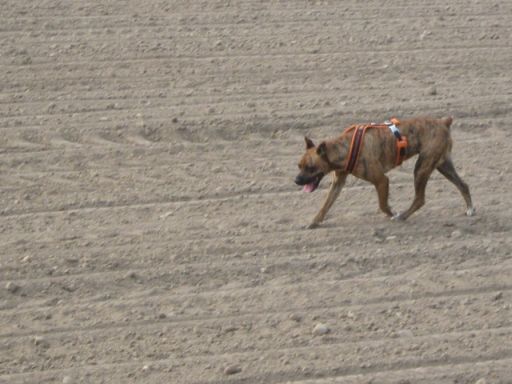 IMG_8846 klein.jpg