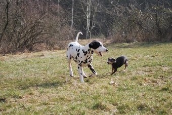 DSC_9663.JPG