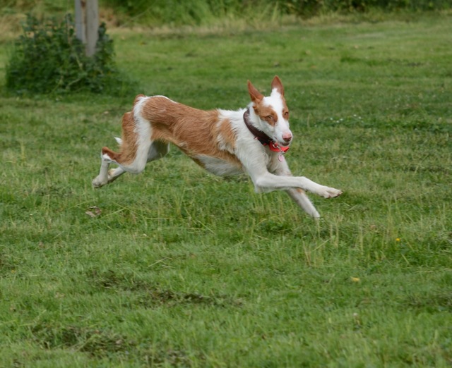 BRONTE_Auslauf1.jpg