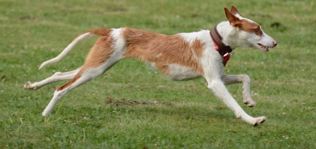 BRONTE_Auslauf2.jpg