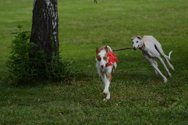 BRONTE_Auslauf3.jpg