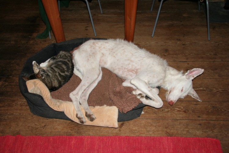 shanti7.JPG