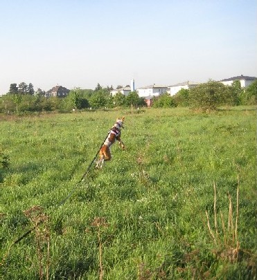 032 Nuri springt klein.jpg