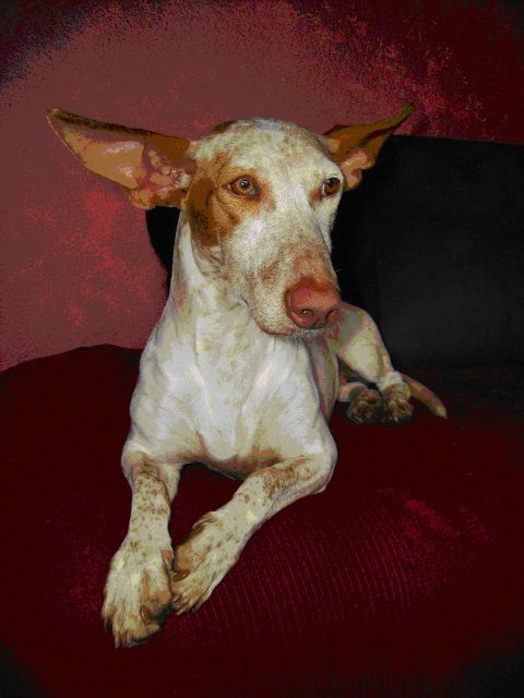 Heidi 640.jpg