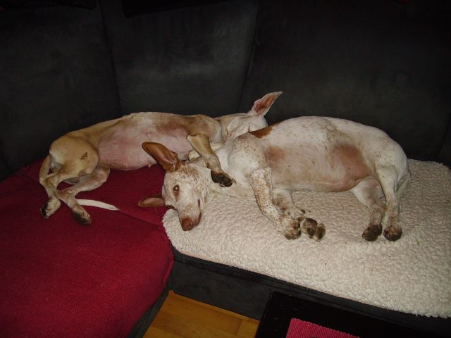 BIBI und HEIDI 1.jpg