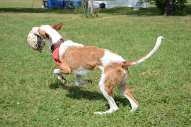 Bronte_Ball1.jpg
