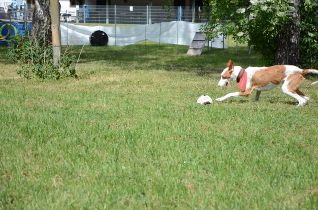 Bronte_Ball2.jpg