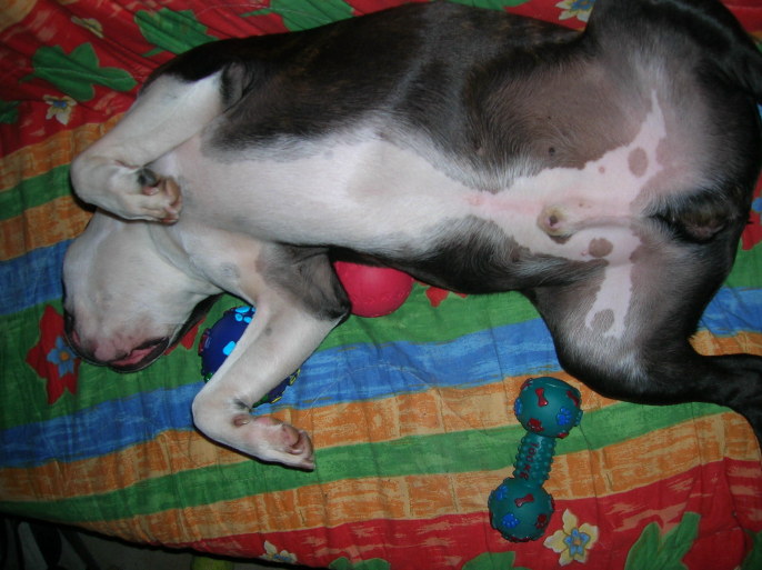 War das wieder alles aufregend, jetzt wird sich aber erholt und geschnarcht