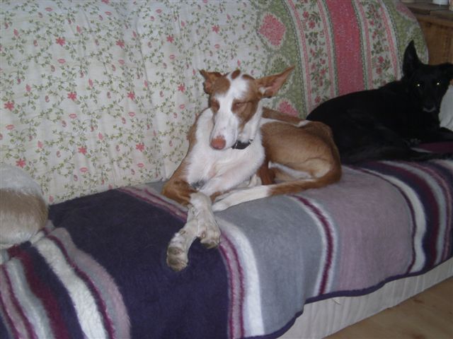 PICT0018.JPG