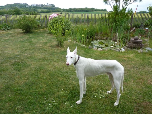 Carlos im neuen Garten 640.jpg