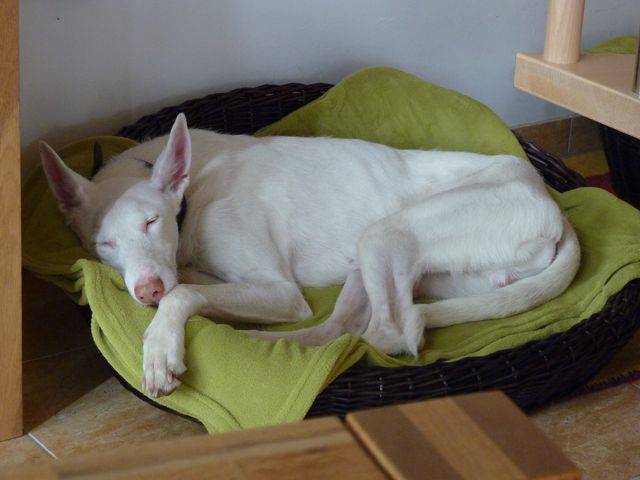 Erstes Schläfchen im neuen Körbchen (1).JPG