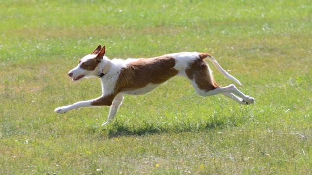 Bronte_Auslauf10.jpg