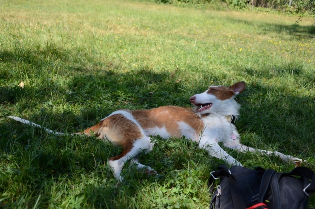 Bronte_Auslauf12.jpg