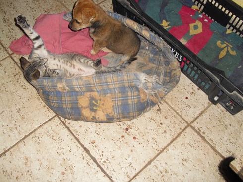 Bluna & Raubkatze Julian.jpg