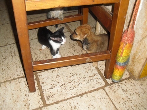 Kitty & Bluna.jpg