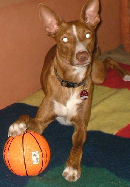 K640_Dante- Ball.JPG