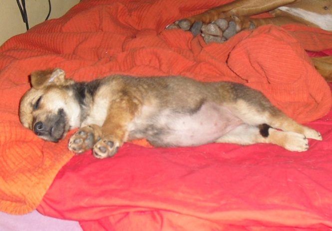 Bluna-Siesta.jpg