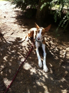 Hundewald Trappenkamp 011 klein3x.jpg