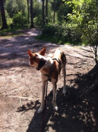 Hundewald Trappenkamp 005 klein2x.jpg