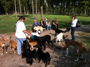podenco fernsehen 045 klein6x.jpg