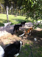 podenco fernsehen 069klein7x.jpg
