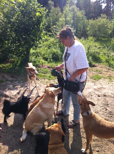 podenco fernsehen 041 x4.jpg