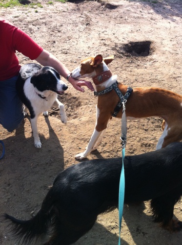 podenco fernsehen 057 x7.jpg
