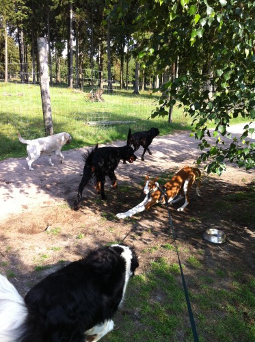 podenco fernsehen 069 x8.jpg