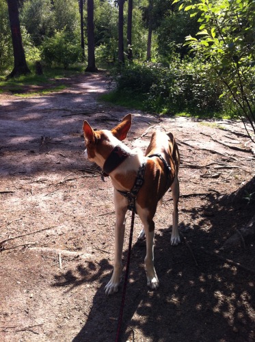 Hundewald Trappenkamp 006 x1.jpg
